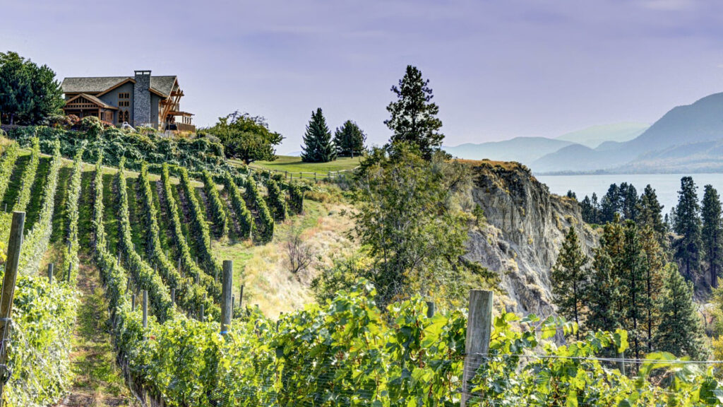 A vineyard with a winery overlooking Okanagan Lake.